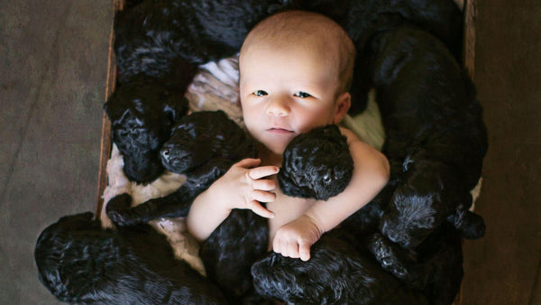 Newborns and Dogs: How to Create a Lifelong Friendship - Paperclip 